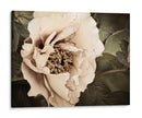 Golden Era Peony I - Rachel Perry | Cuadro decorativo de Canvas Lab