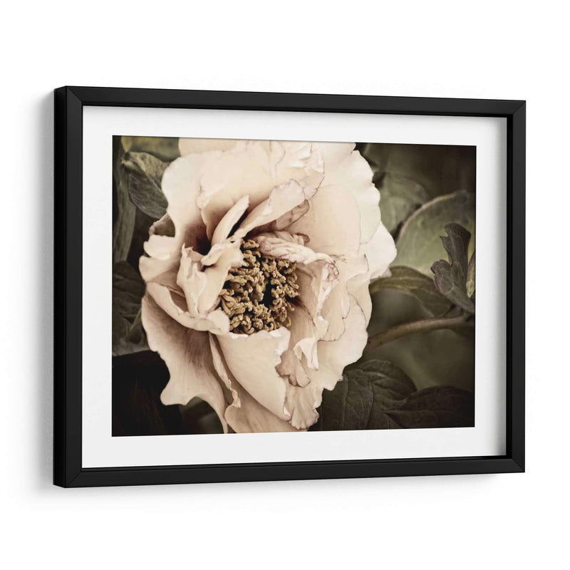 Golden Era Peony I - Rachel Perry | Cuadro decorativo de Canvas Lab