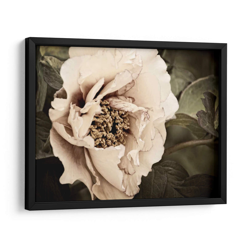 Golden Era Peony I - Rachel Perry | Cuadro decorativo de Canvas Lab