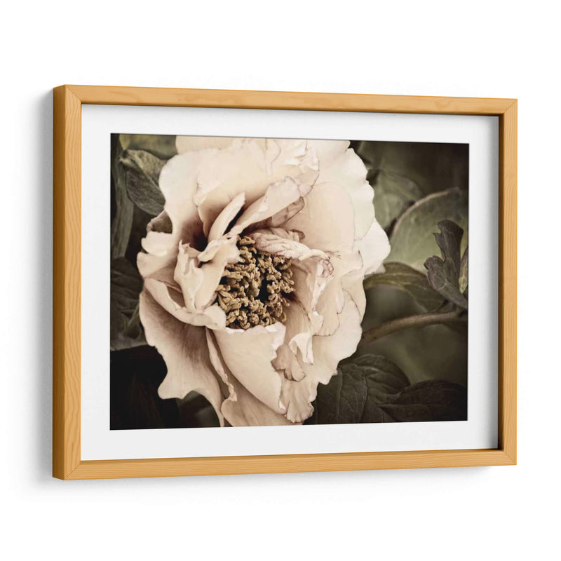 Golden Era Peony I - Rachel Perry | Cuadro decorativo de Canvas Lab