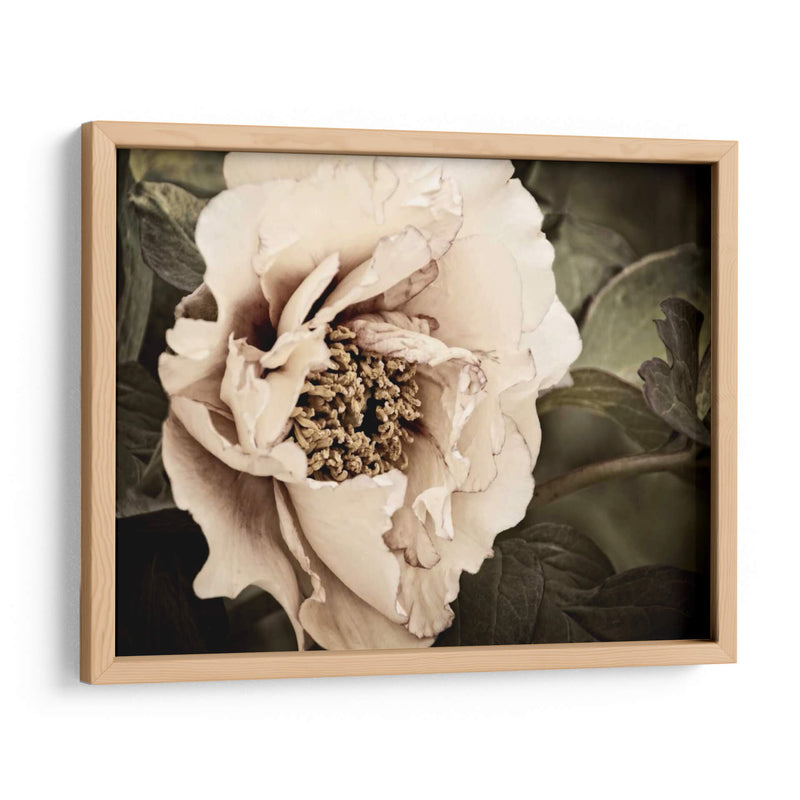 Golden Era Peony I - Rachel Perry | Cuadro decorativo de Canvas Lab