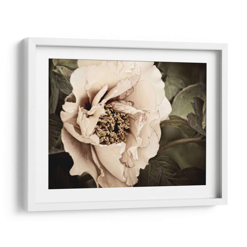 Golden Era Peony I - Rachel Perry | Cuadro decorativo de Canvas Lab