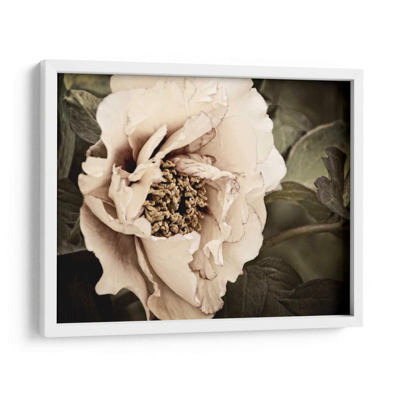 Golden Era Peony I - Rachel Perry | Cuadro decorativo de Canvas Lab