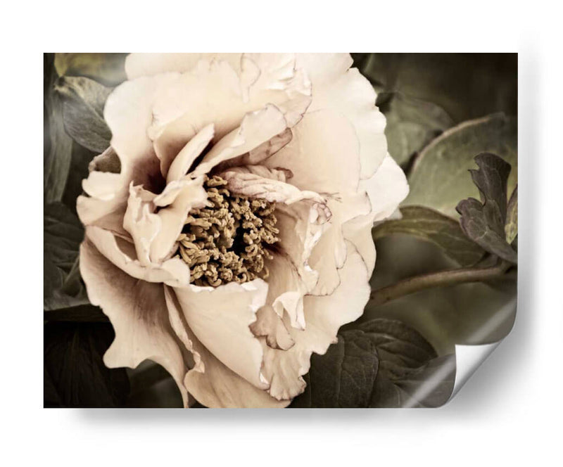 Golden Era Peony I - Rachel Perry | Cuadro decorativo de Canvas Lab