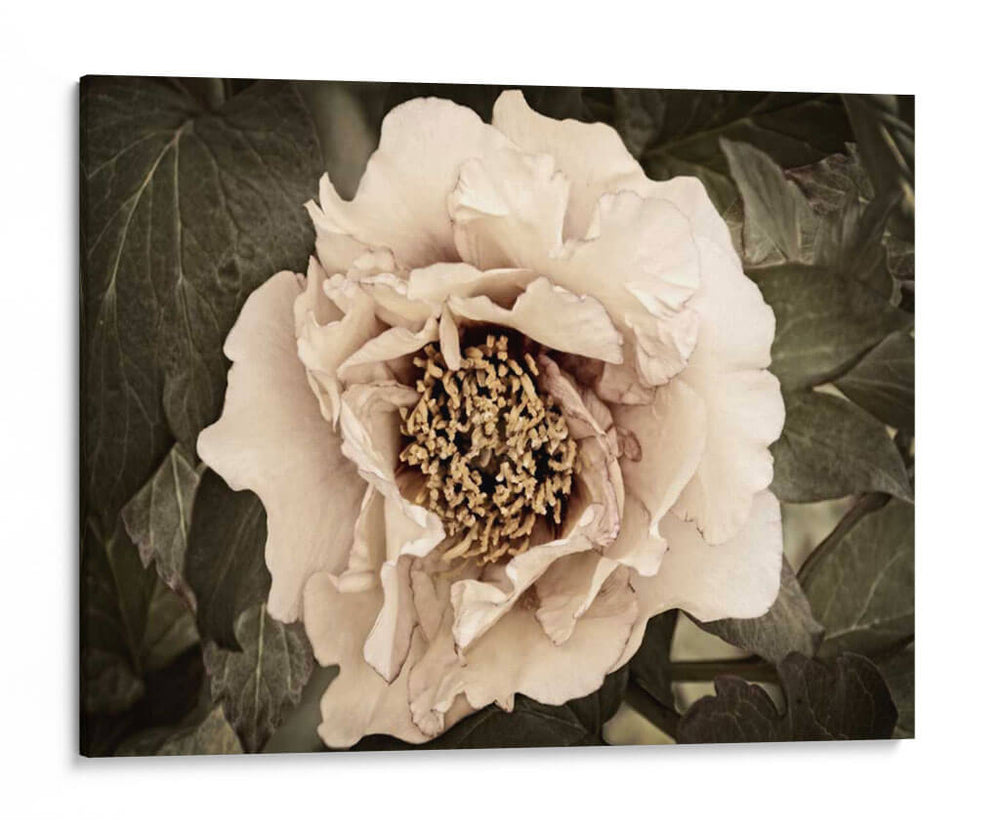 Golden Era Peony Ii - Rachel Perry | Cuadro decorativo de Canvas Lab
