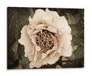 Golden Era Peony Ii - Rachel Perry | Cuadro decorativo de Canvas Lab