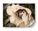 Golden Era Peony Iii - Rachel Perry | Cuadro decorativo de Canvas Lab