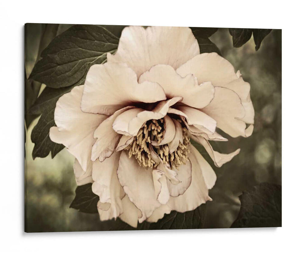 Golden Era Peony Iv - Rachel Perry | Cuadro decorativo de Canvas Lab