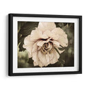 Golden Era Peony Iv - Rachel Perry | Cuadro decorativo de Canvas Lab