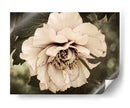 Golden Era Peony Iv - Rachel Perry | Cuadro decorativo de Canvas Lab