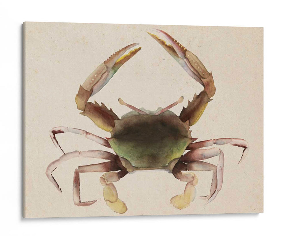 Dweller De Mar Iv - Grace Popp | Cuadro decorativo de Canvas Lab