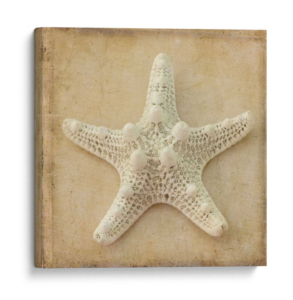 Sepia Shell I - Judy Stalus | Cuadro decorativo de Canvas Lab