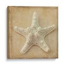 Sepia Shell I - Judy Stalus | Cuadro decorativo de Canvas Lab