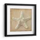 Sepia Shell I - Judy Stalus | Cuadro decorativo de Canvas Lab