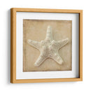 Sepia Shell I - Judy Stalus | Cuadro decorativo de Canvas Lab