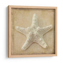 Sepia Shell I - Judy Stalus | Cuadro decorativo de Canvas Lab