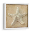 Sepia Shell I - Judy Stalus | Cuadro decorativo de Canvas Lab