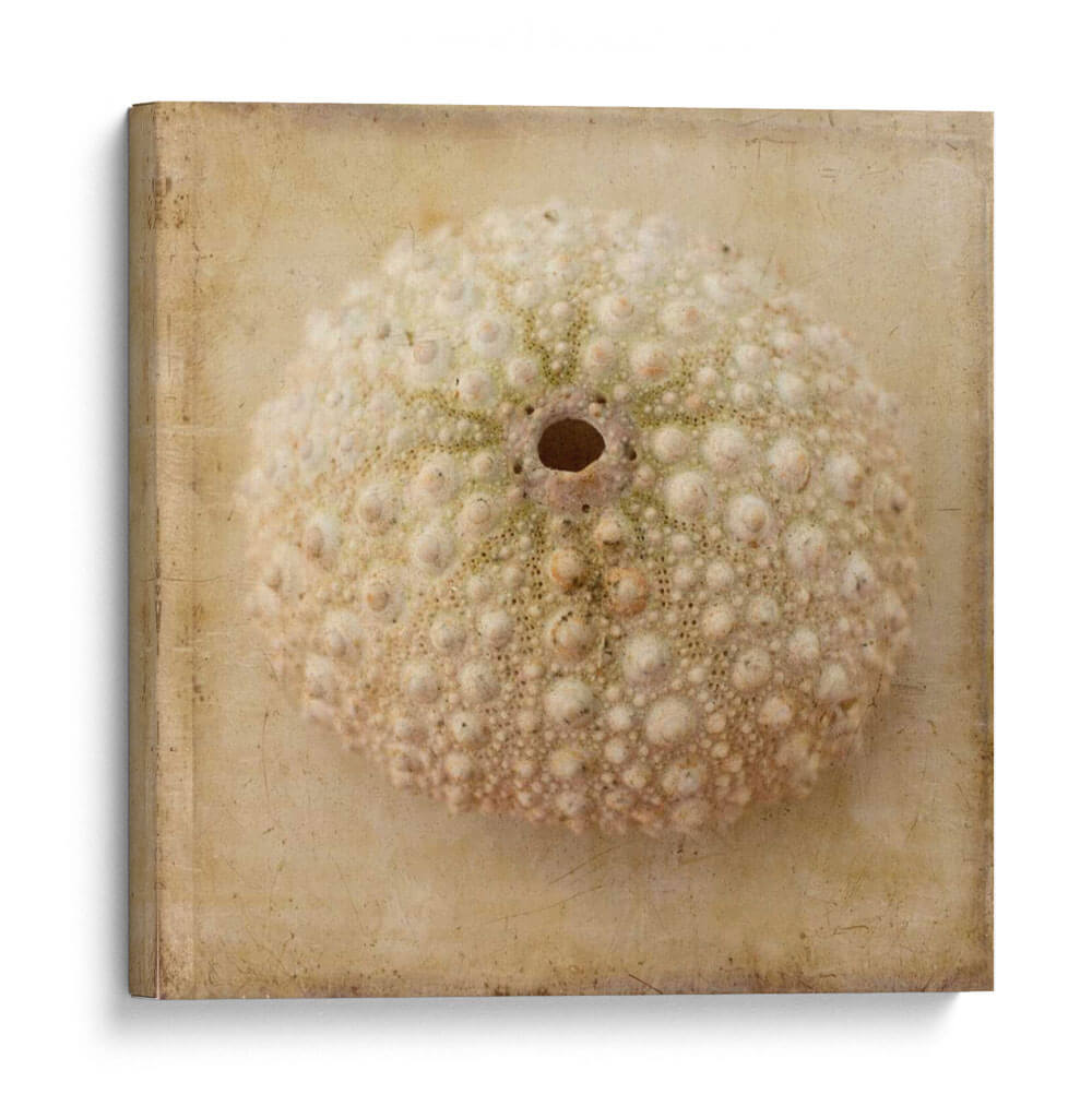 Sepia Shell Ii - Judy Stalus | Cuadro decorativo de Canvas Lab