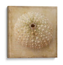 Sepia Shell Ii - Judy Stalus | Cuadro decorativo de Canvas Lab