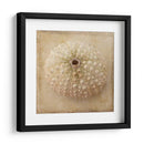 Sepia Shell Ii - Judy Stalus | Cuadro decorativo de Canvas Lab