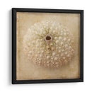 Sepia Shell Ii - Judy Stalus | Cuadro decorativo de Canvas Lab