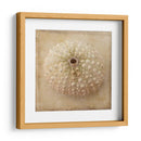 Sepia Shell Ii - Judy Stalus | Cuadro decorativo de Canvas Lab