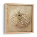 Sepia Shell Ii - Judy Stalus | Cuadro decorativo de Canvas Lab