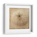 Sepia Shell Ii - Judy Stalus | Cuadro decorativo de Canvas Lab