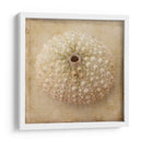 Sepia Shell Ii - Judy Stalus | Cuadro decorativo de Canvas Lab