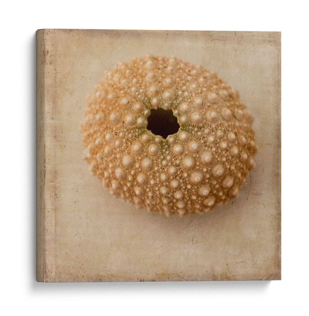 Sepia Shell Iii - Judy Stalus | Cuadro decorativo de Canvas Lab