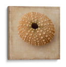 Sepia Shell Iii - Judy Stalus | Cuadro decorativo de Canvas Lab
