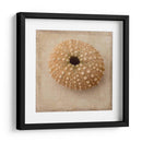 Sepia Shell Iii - Judy Stalus | Cuadro decorativo de Canvas Lab
