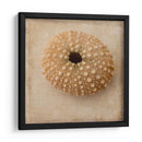 Sepia Shell Iii - Judy Stalus | Cuadro decorativo de Canvas Lab
