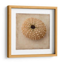 Sepia Shell Iii - Judy Stalus | Cuadro decorativo de Canvas Lab