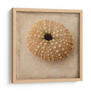 Sepia Shell Iii - Judy Stalus | Cuadro decorativo de Canvas Lab