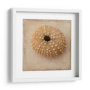 Sepia Shell Iii - Judy Stalus | Cuadro decorativo de Canvas Lab