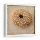 Sepia Shell Iii - Judy Stalus | Cuadro decorativo de Canvas Lab