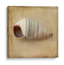 Sepia Shell Iv - Judy Stalus | Cuadro decorativo de Canvas Lab