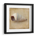 Sepia Shell Iv - Judy Stalus | Cuadro decorativo de Canvas Lab