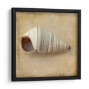 Sepia Shell Iv - Judy Stalus | Cuadro decorativo de Canvas Lab