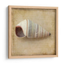 Sepia Shell Iv - Judy Stalus | Cuadro decorativo de Canvas Lab