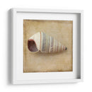 Sepia Shell Iv - Judy Stalus | Cuadro decorativo de Canvas Lab