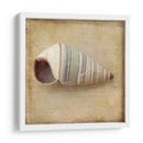 Sepia Shell Iv - Judy Stalus | Cuadro decorativo de Canvas Lab