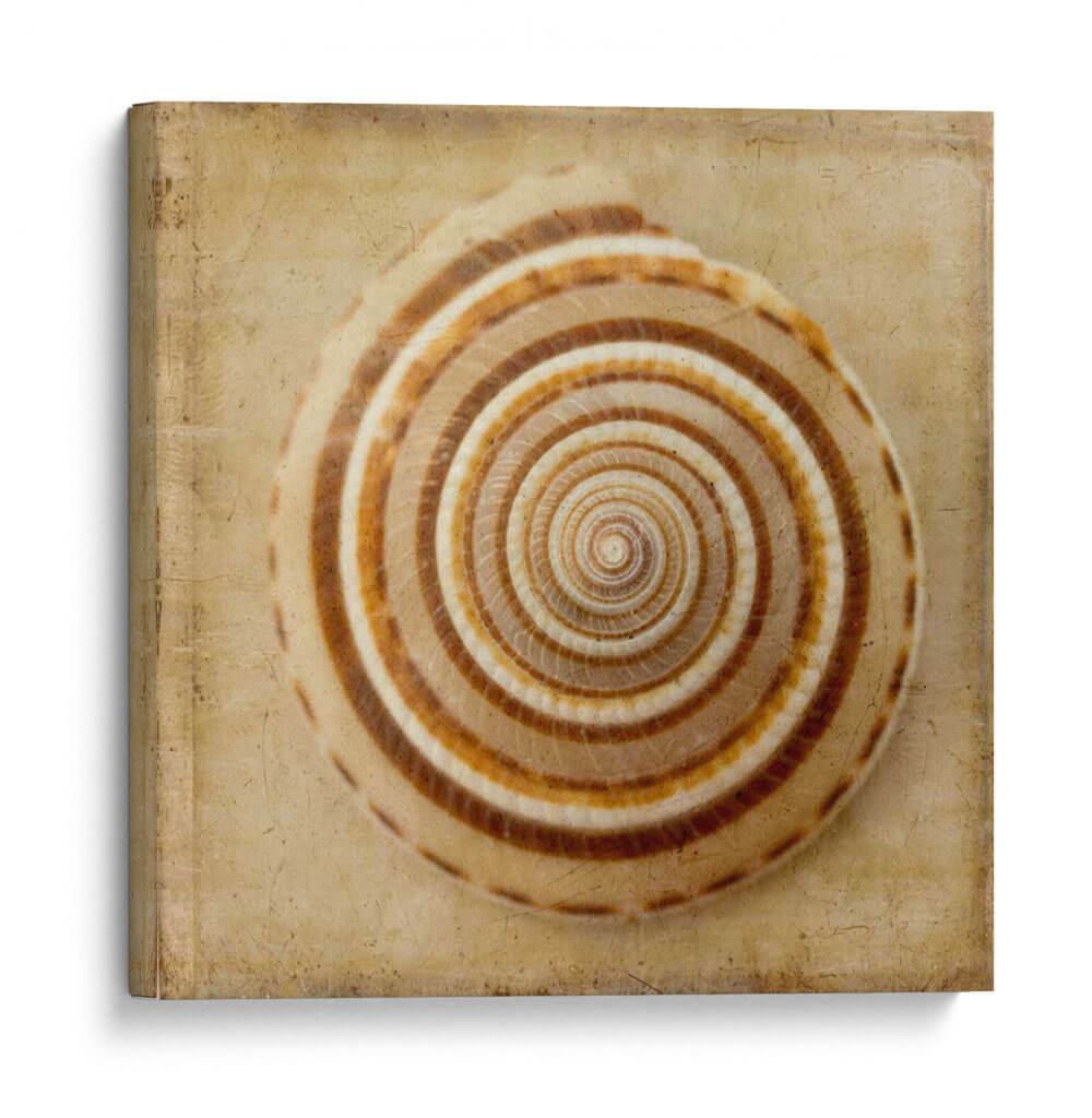 Sepia Shell V - Judy Stalus | Cuadro decorativo de Canvas Lab