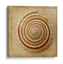 Sepia Shell V - Judy Stalus | Cuadro decorativo de Canvas Lab