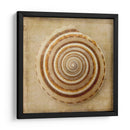 Sepia Shell V - Judy Stalus | Cuadro decorativo de Canvas Lab
