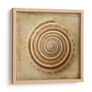 Sepia Shell V - Judy Stalus | Cuadro decorativo de Canvas Lab