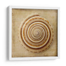 Sepia Shell V - Judy Stalus | Cuadro decorativo de Canvas Lab