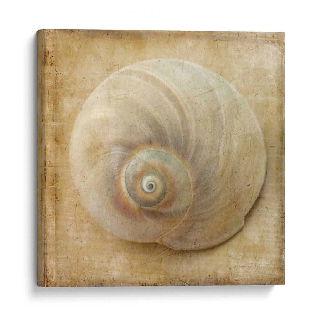 Sepia Shell Vi - Judy Stalus | Cuadro decorativo de Canvas Lab