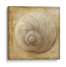 Sepia Shell Vi - Judy Stalus | Cuadro decorativo de Canvas Lab